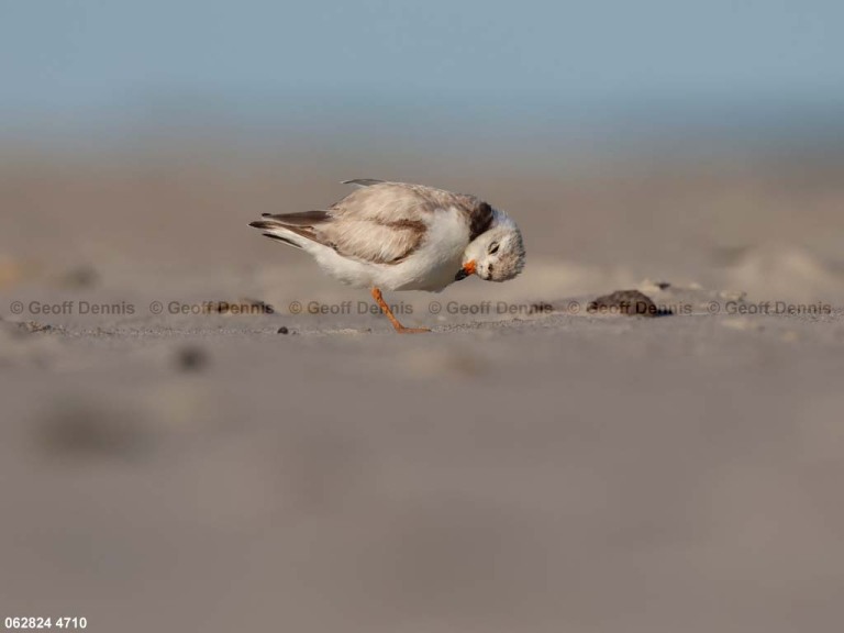 PIPL-1-BI_Piping-Plover