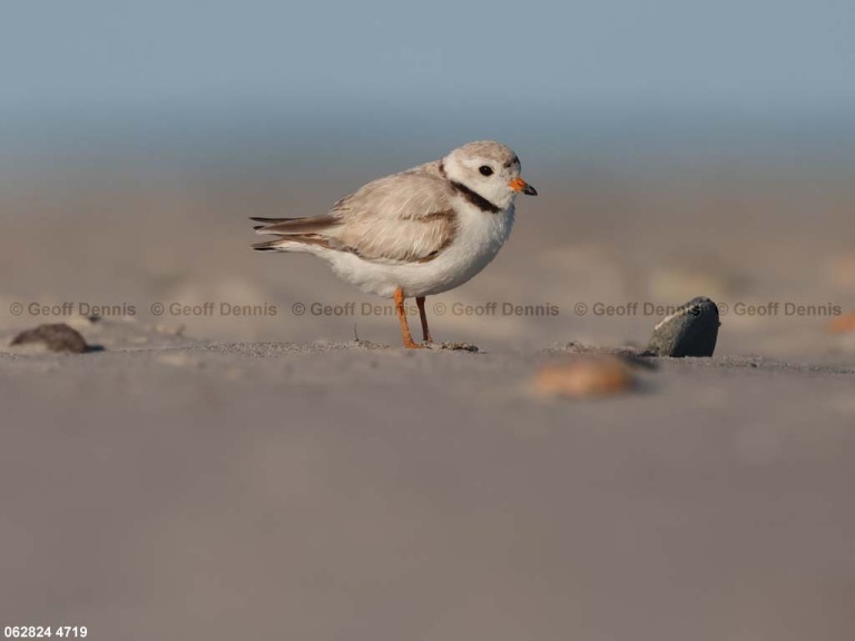 PIPL-1-BJ_Piping-Plover