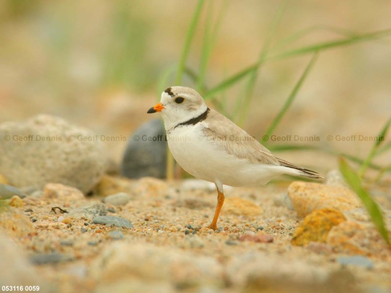 PIPL-1-BK_Piping-Plover