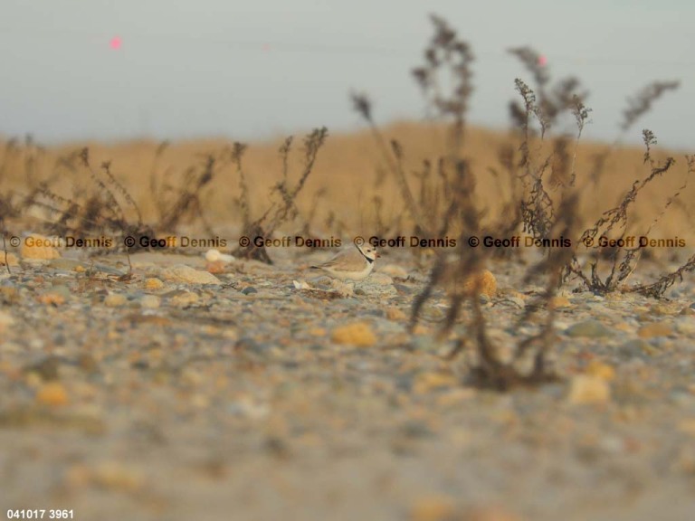 PIPL-1-BL_Piping-Plover