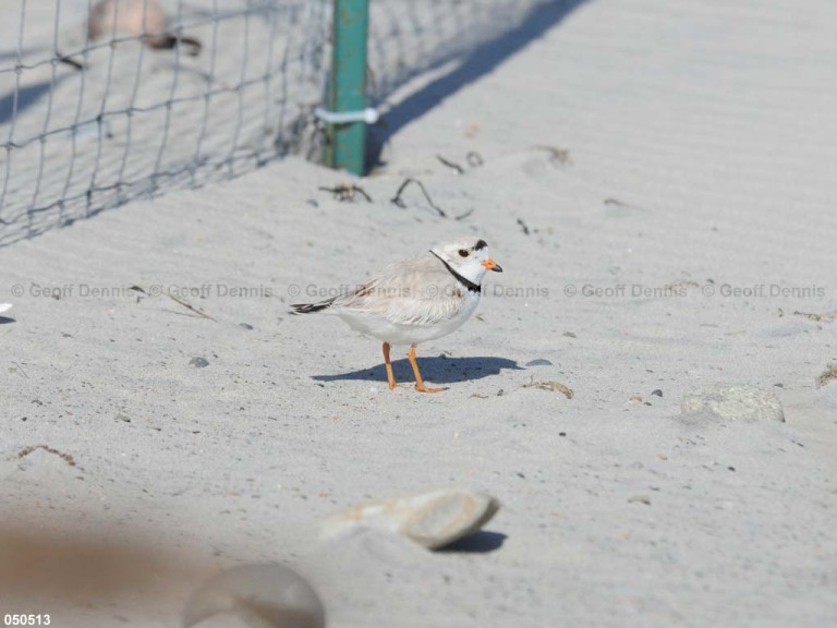 PIPL-1-BM_Piping-Plover