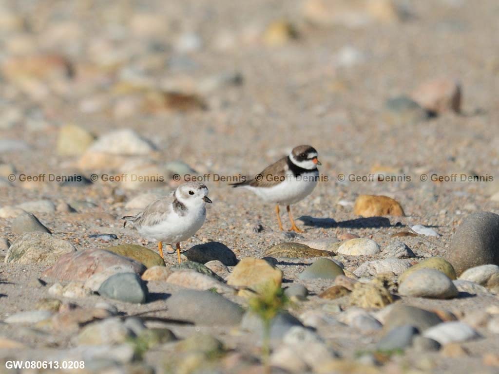 PIPL-19-AA_Piping-Plover