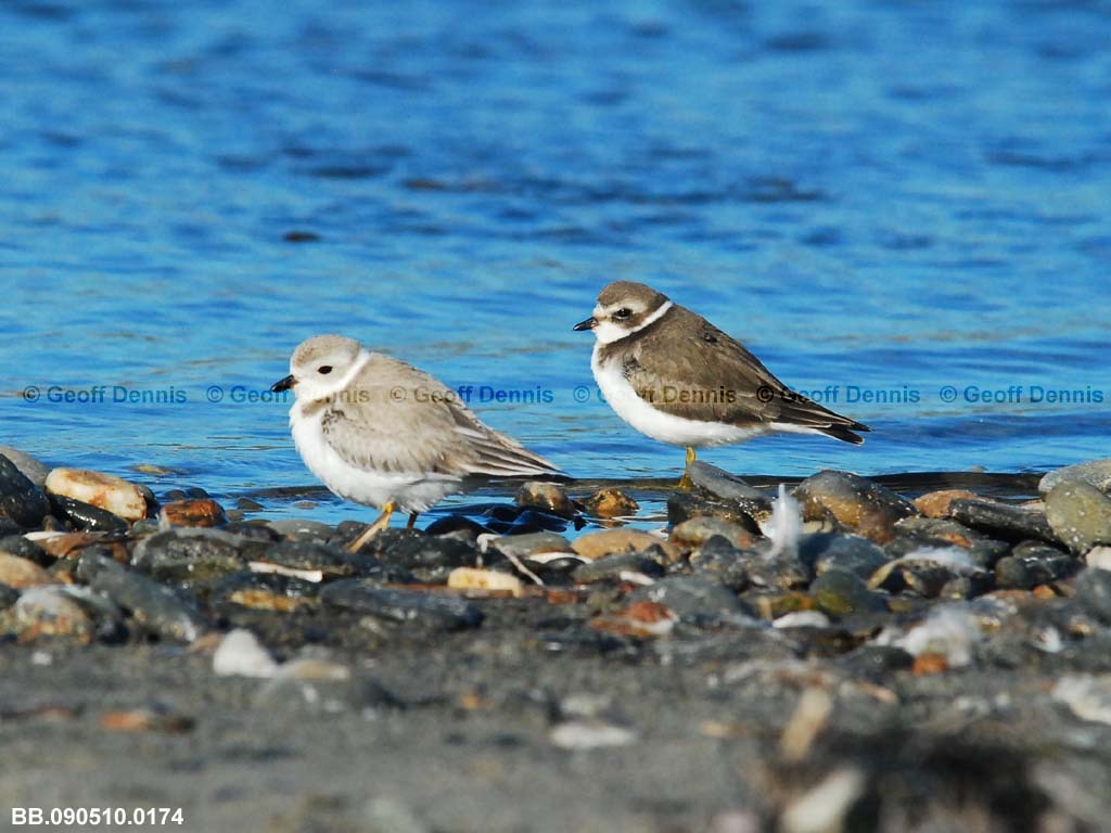 PIPL-19-AB_Piping-Plover