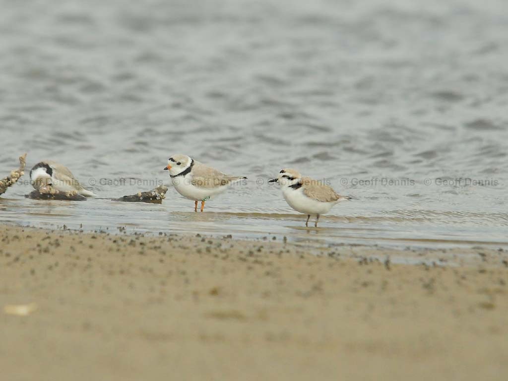 PIPL-19-AC_Piping-Plover