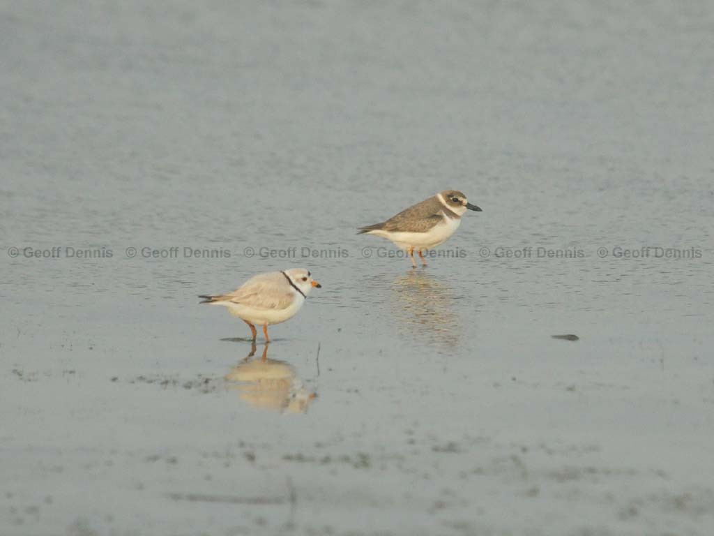 PIPL-19-AD_Piping-Plover