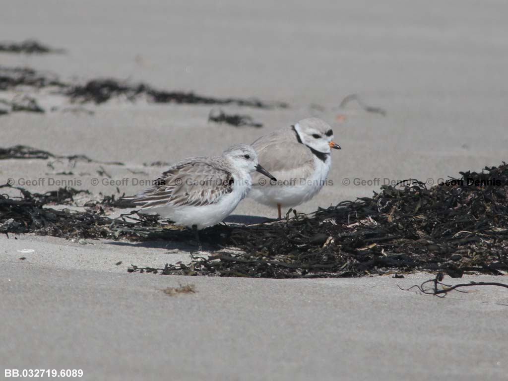 PIPL-19-AE_Piping-Plover