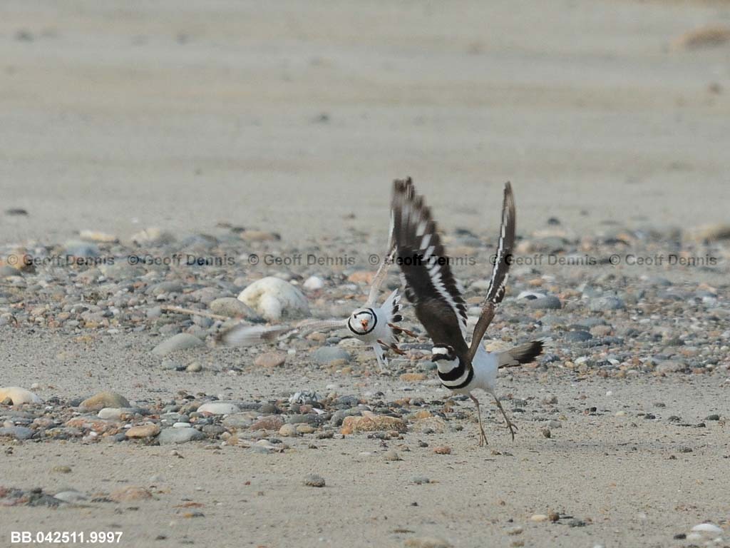 PIPL-19-AF_Piping-Plover
