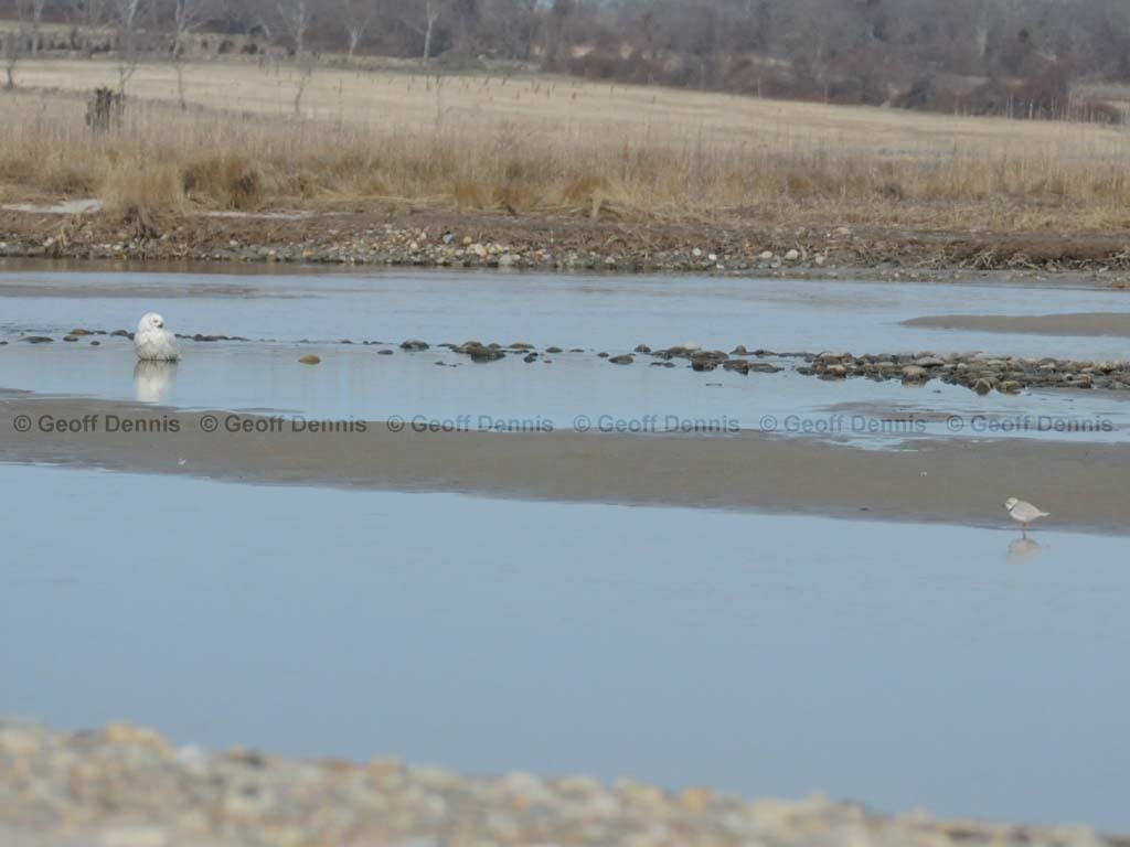 PIPL-19-AH_Piping-Plover