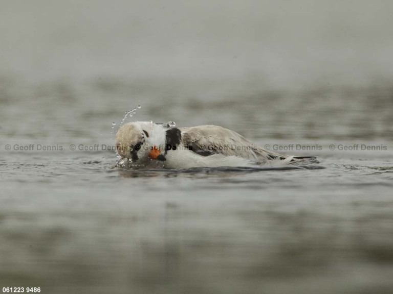 PIPL-24-AA_Piping-Plover