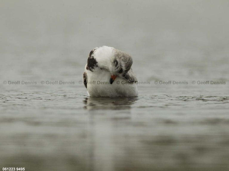PIPL-24-AB_Piping-Plover