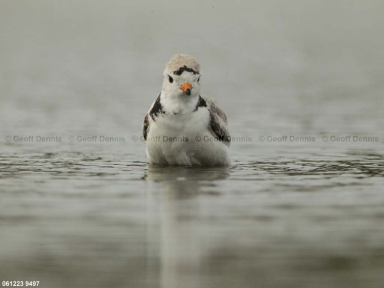 PIPL-24-AC_Piping-Plover