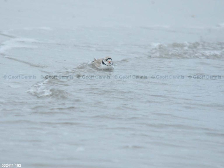 PIPL-24-AD_Piping-Plover