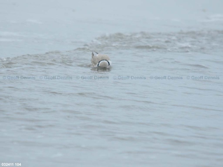 PIPL-24-AE_Piping-Plover