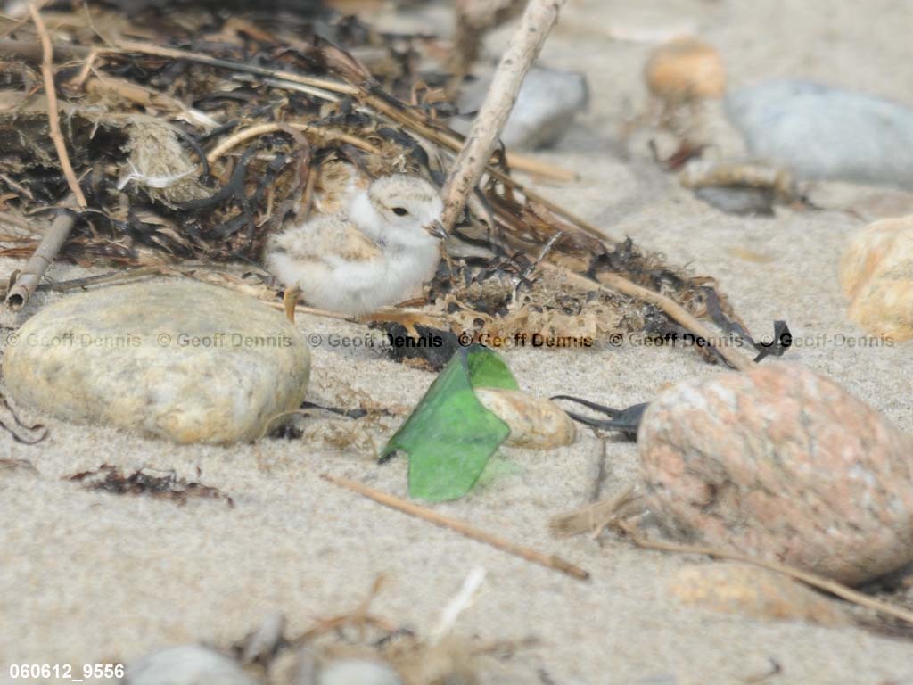 PIPL-21-AA_Piping-Plover