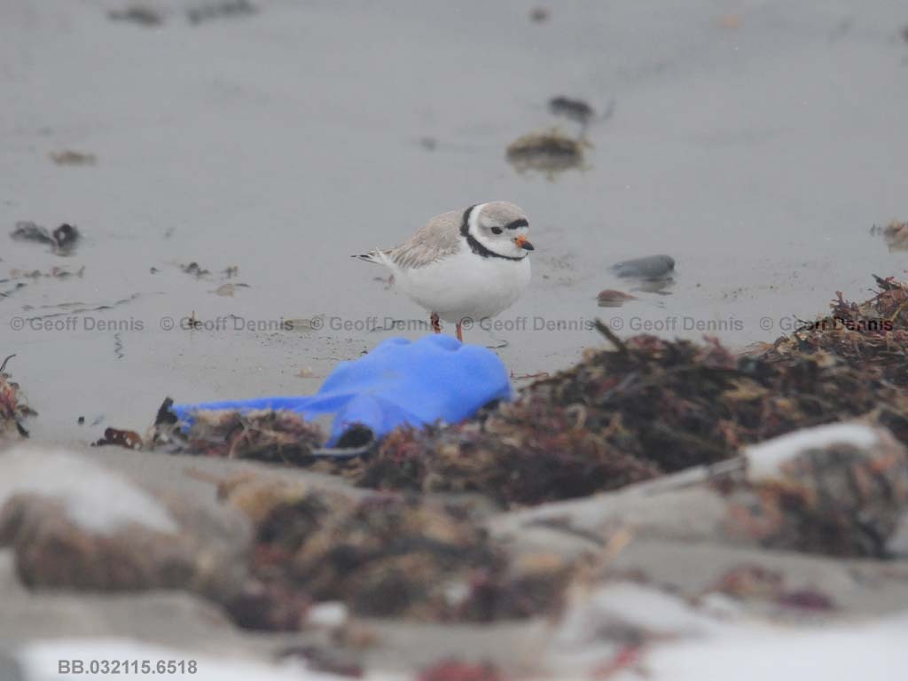 PIPL-21-AB_Piping-Plover