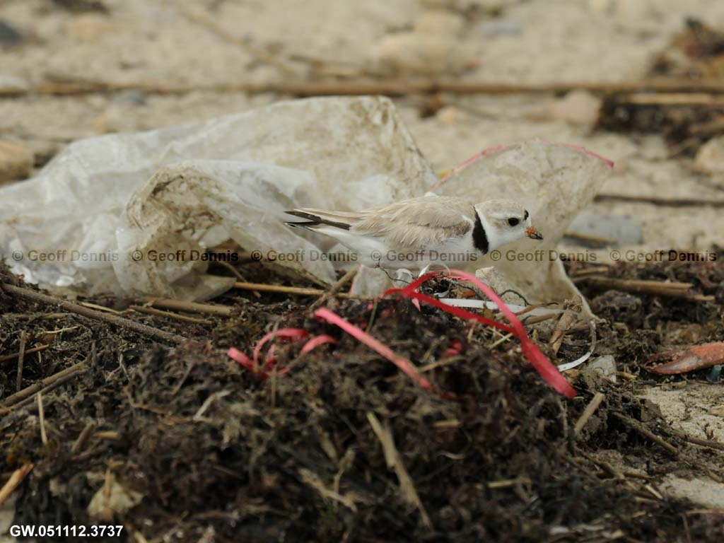 PIPL-21-AE_Piping-Plover