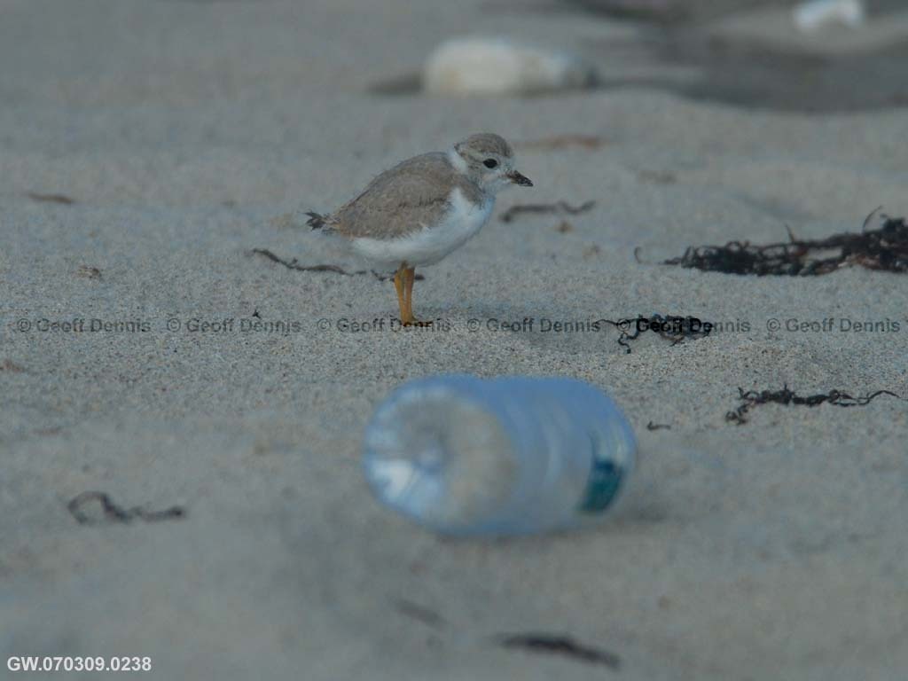 PIPL-21-AF_Piping-Plover