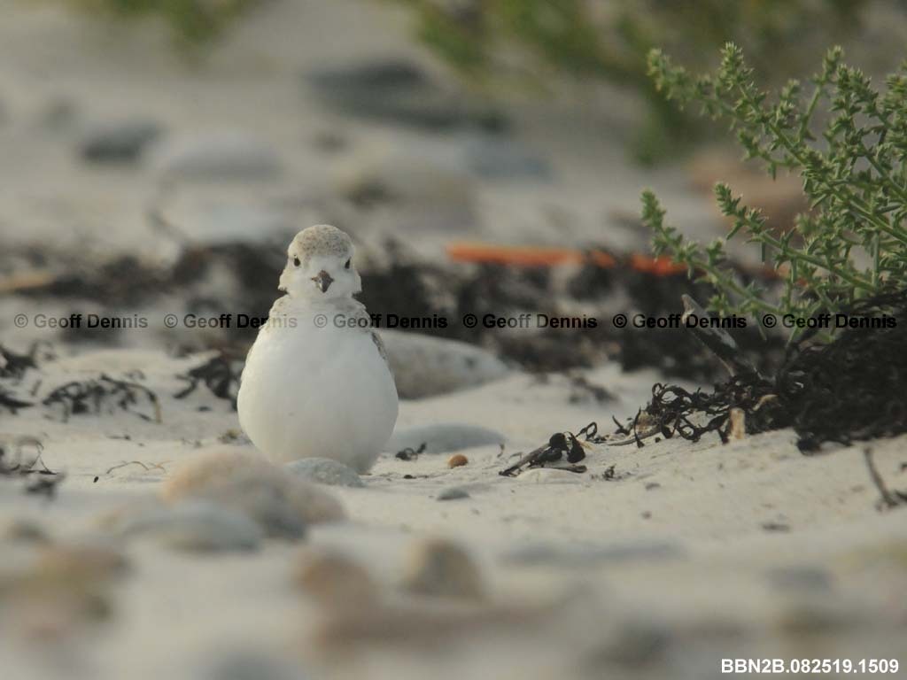 PIPL-21-AG_Piping-Plover