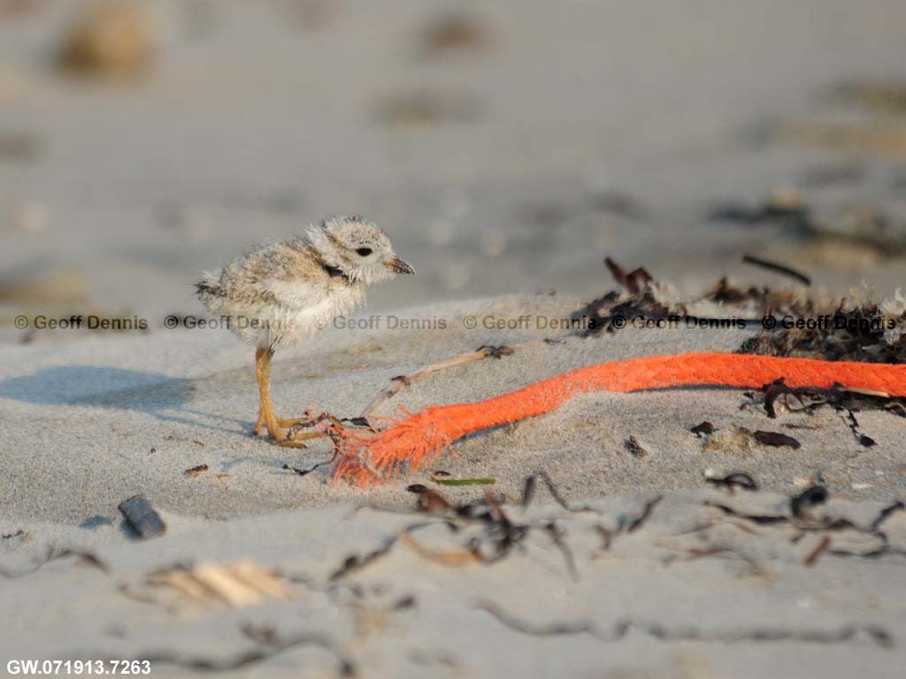 PIPL-21-AH_Piping-Plover