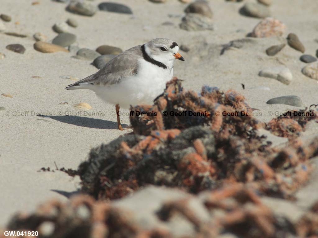 PIPL-21-AI_Piping-Plover