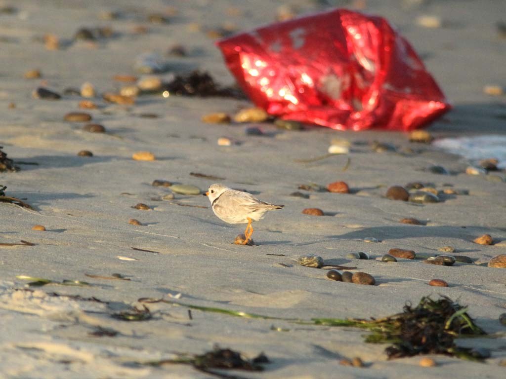 PIPL-21-AL_Piping-Plover