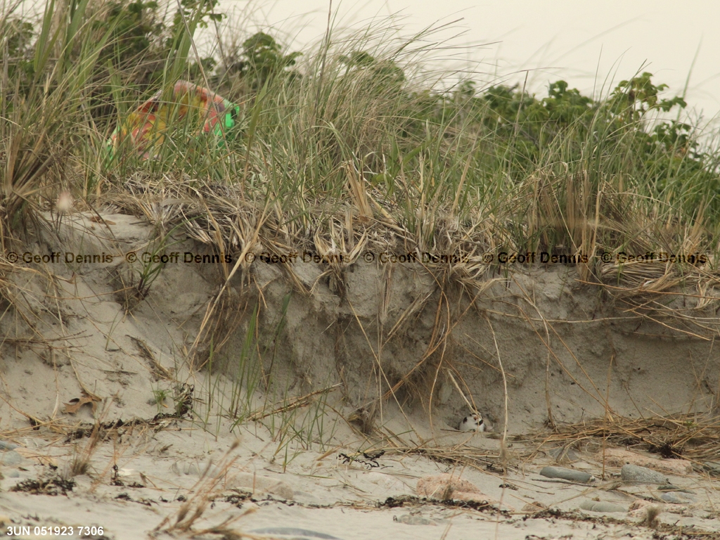 PIPL-21-AM_Piping-Plover