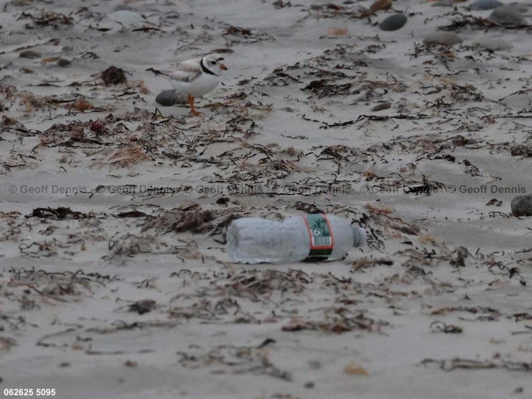 PIPL-21-AO_Piping-Plover