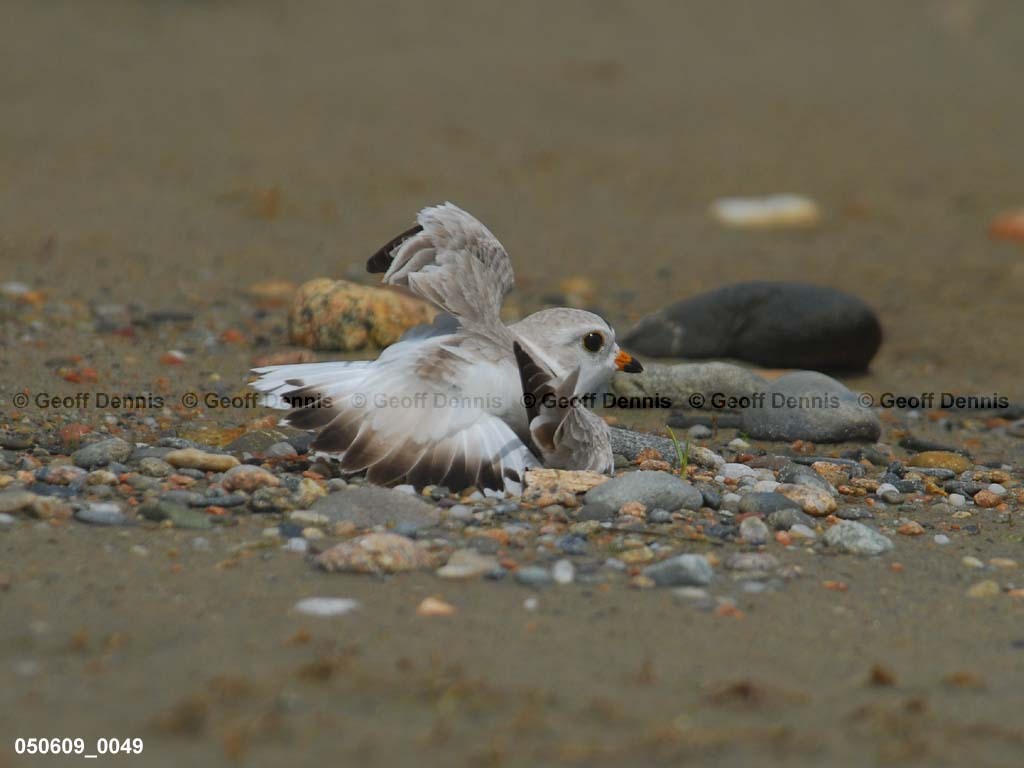 PIPI-9-AA_Piping-Plover