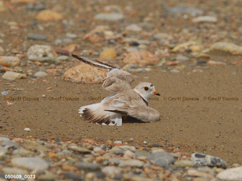 PIPI-9-AB_Piping-Plover