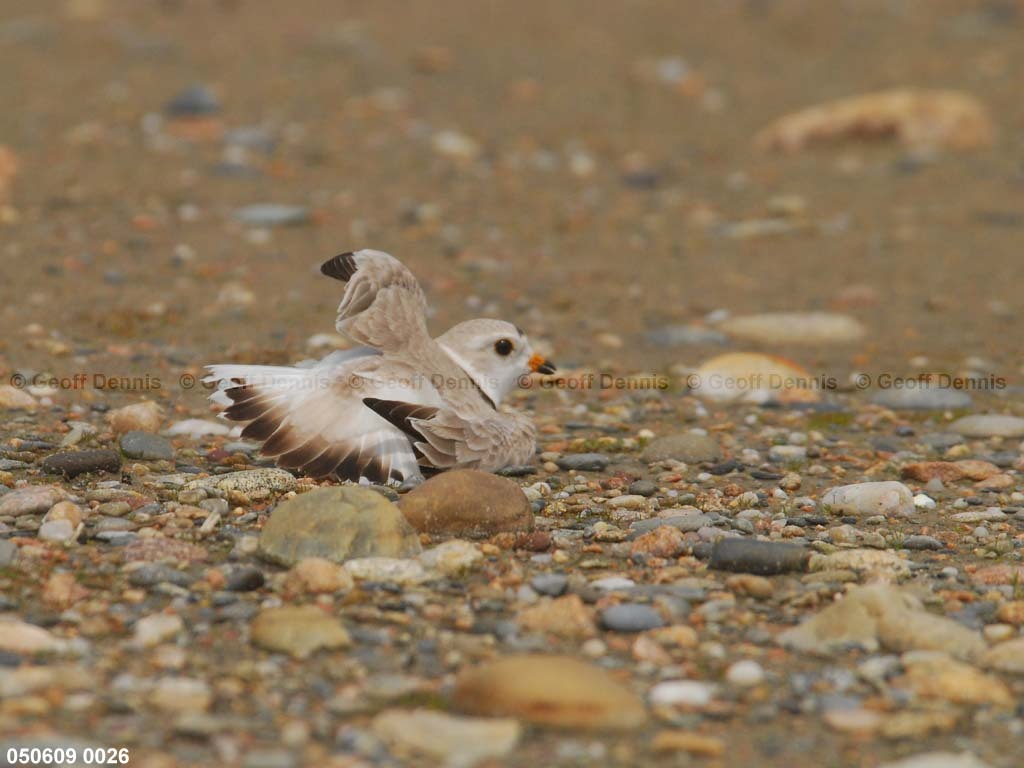 PIPI-9-AC_Piping-Plover