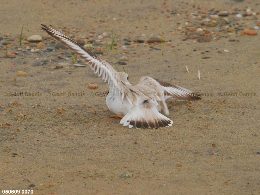 PIPL-9-AD_Piping-Plover