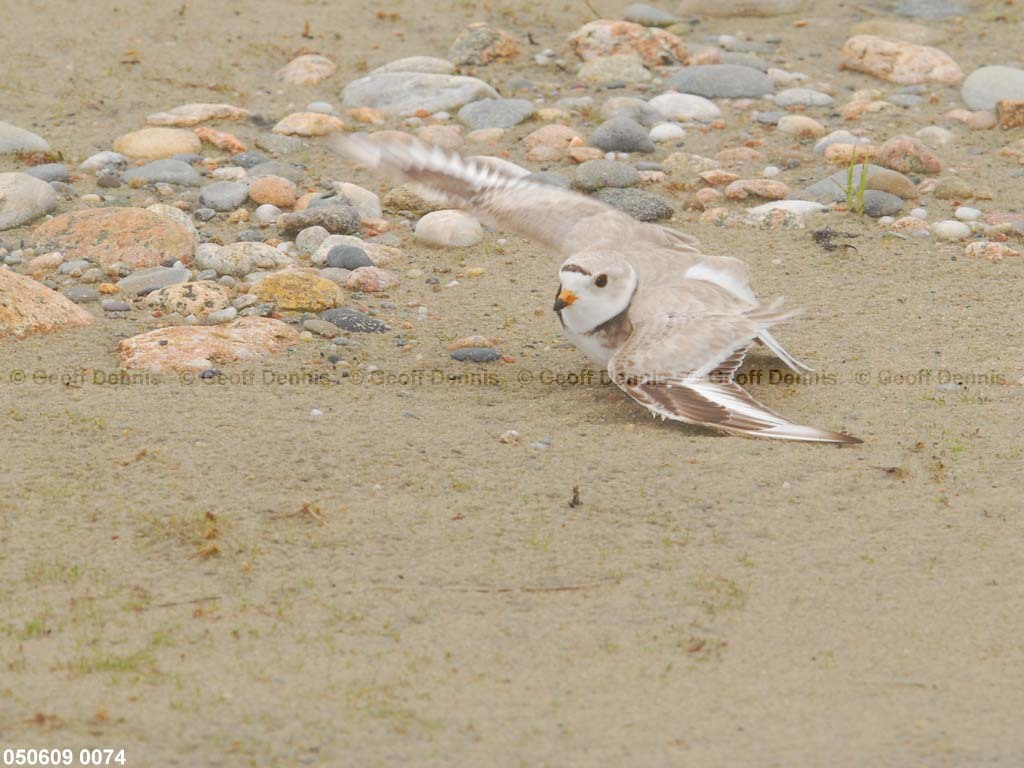 PIPL-9-AE_Piping-Plover