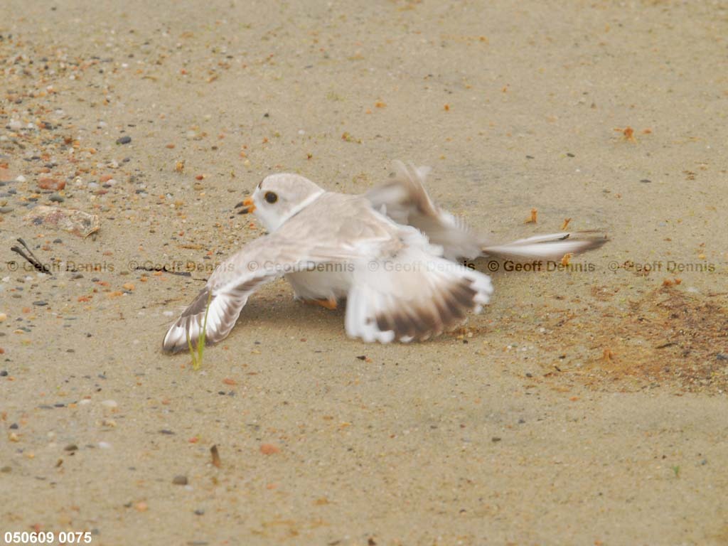 PIPL-9-AF_Piping-Plover