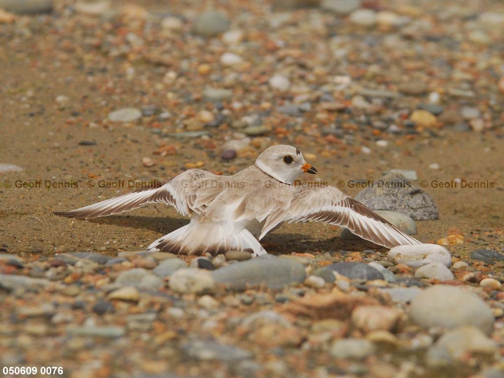 PIPL-9-AG_Piping-Plover