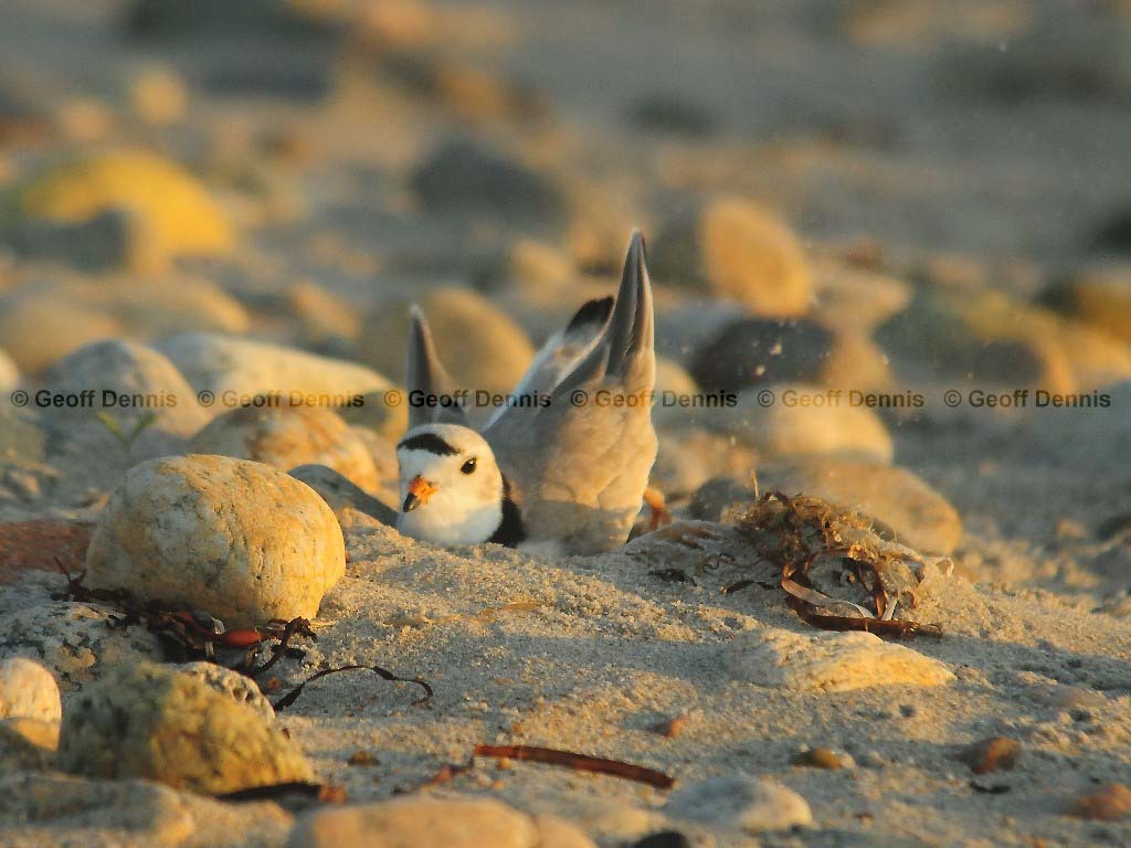 PIPL-6-AA_Piping-Plover