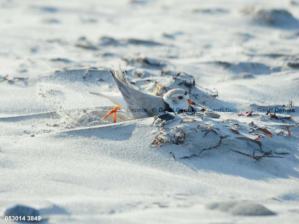 PIPL-6-AB_Piping-Plover