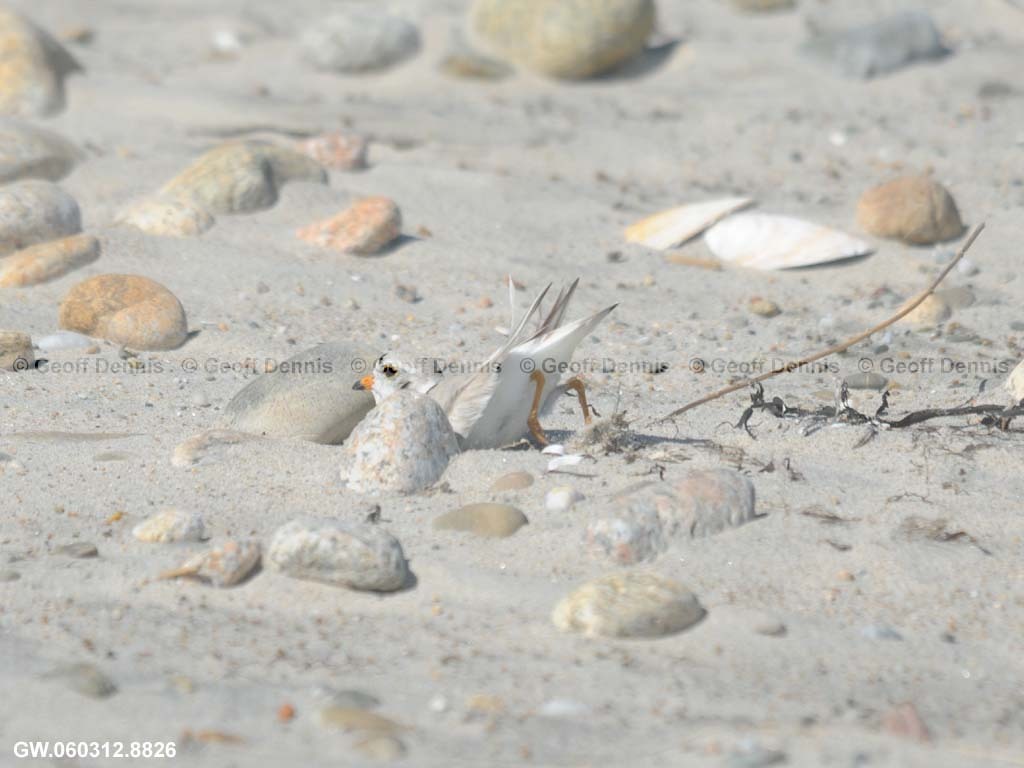 PIPL-6-AC_Piping-Plover