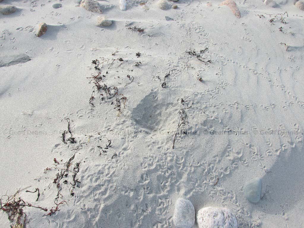 PIPL-6-AD-Piping-Plover