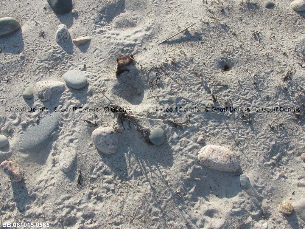 PIPL-6-AE-Piping-Plover