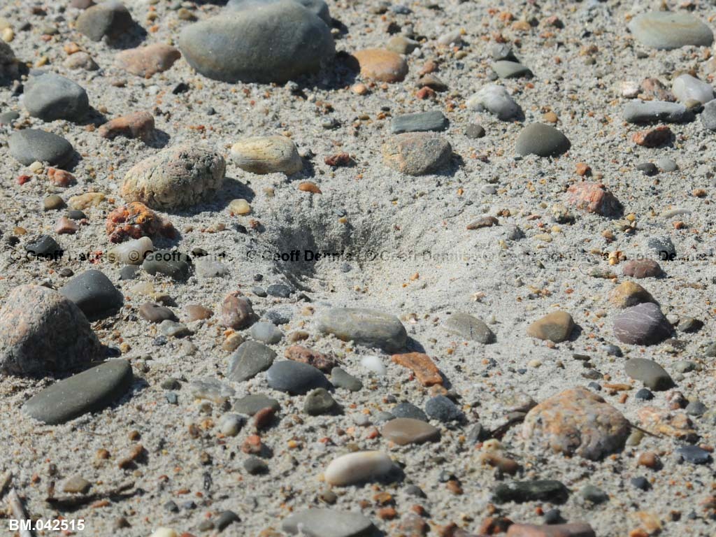 PIPL-6-AF-Piping-Plover