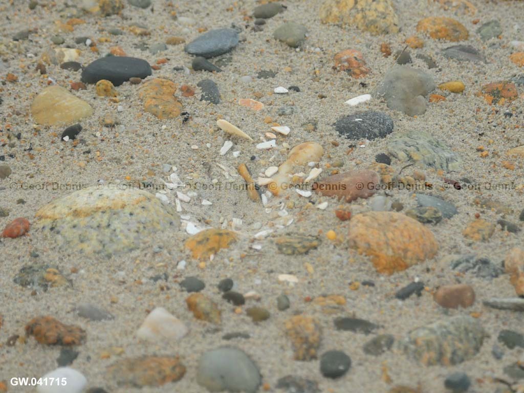 PIPL-6-AG-Piping-Plover