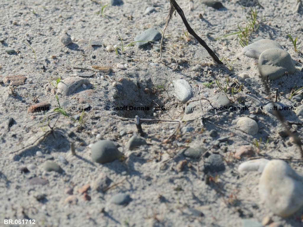 PIPL-6-AH-Piping-Plover