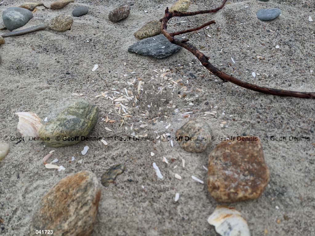 PIPL-6-AI-Piping-Plover