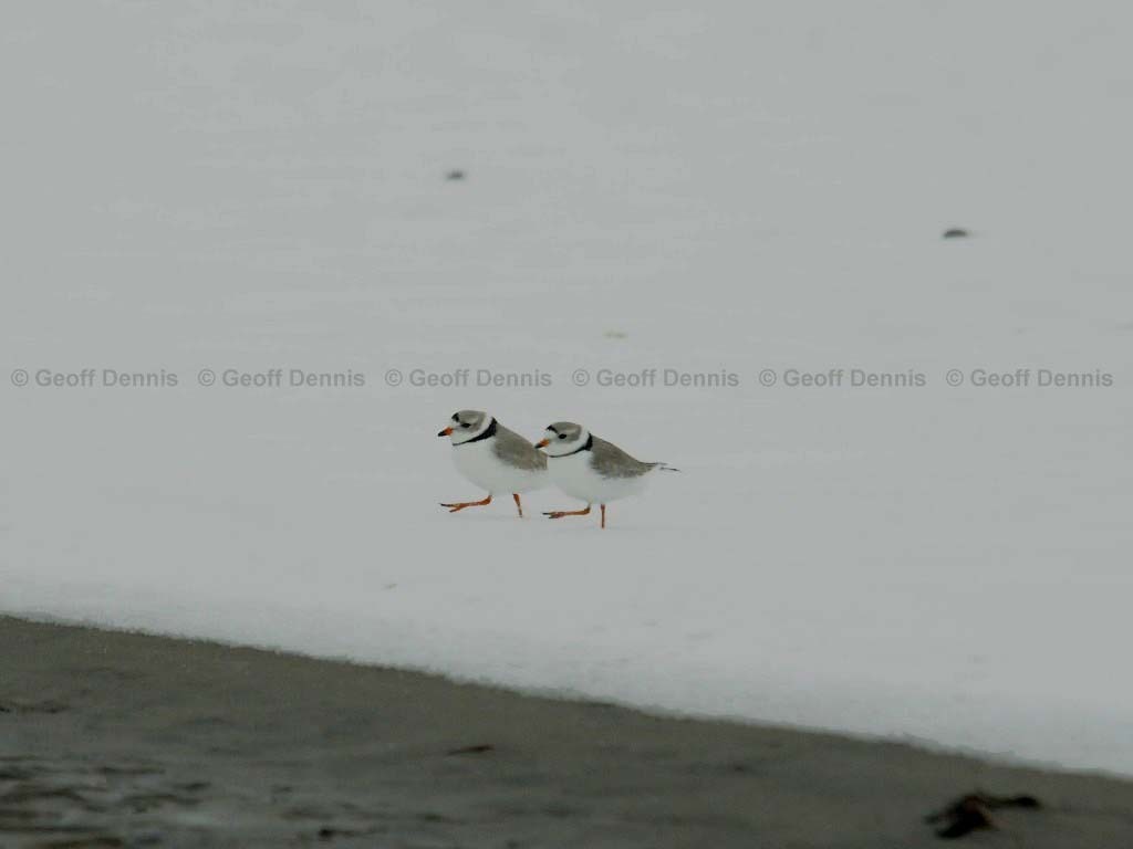 PIPL-5-AA_Piping-Plover
