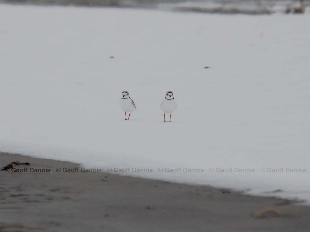 PIPL-5-AB_Piping-Plover