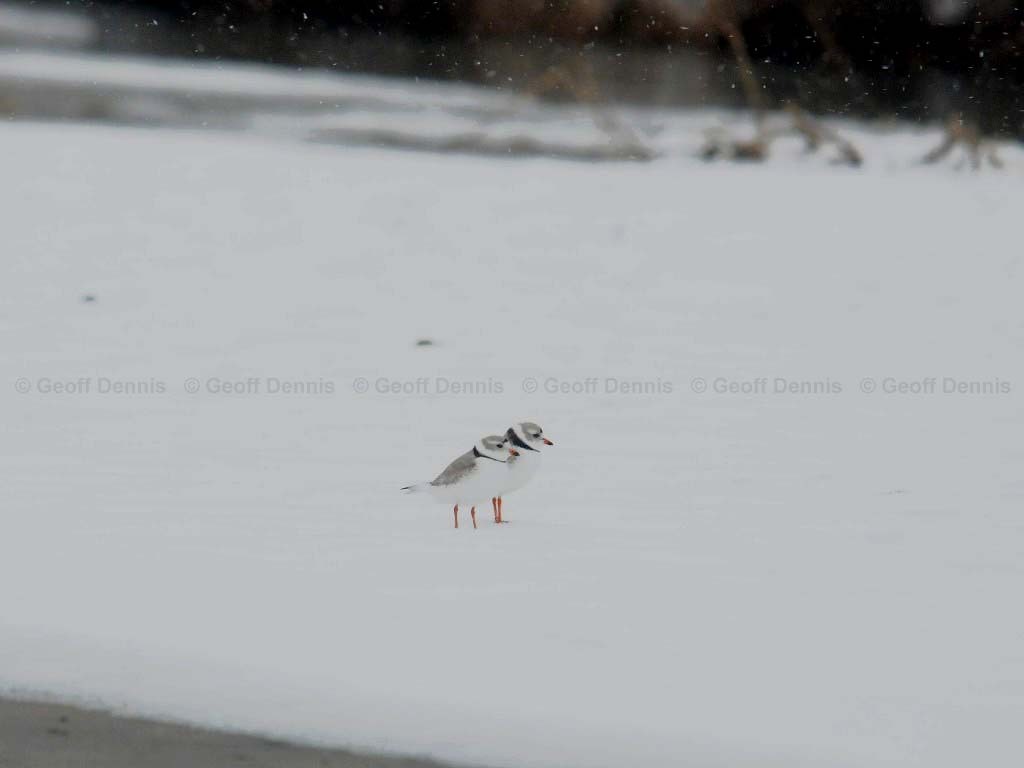 PIPL-5-AC_Piping-Plover