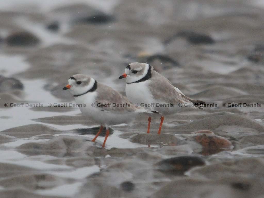 PIPL-5-AD_Piping-Plover