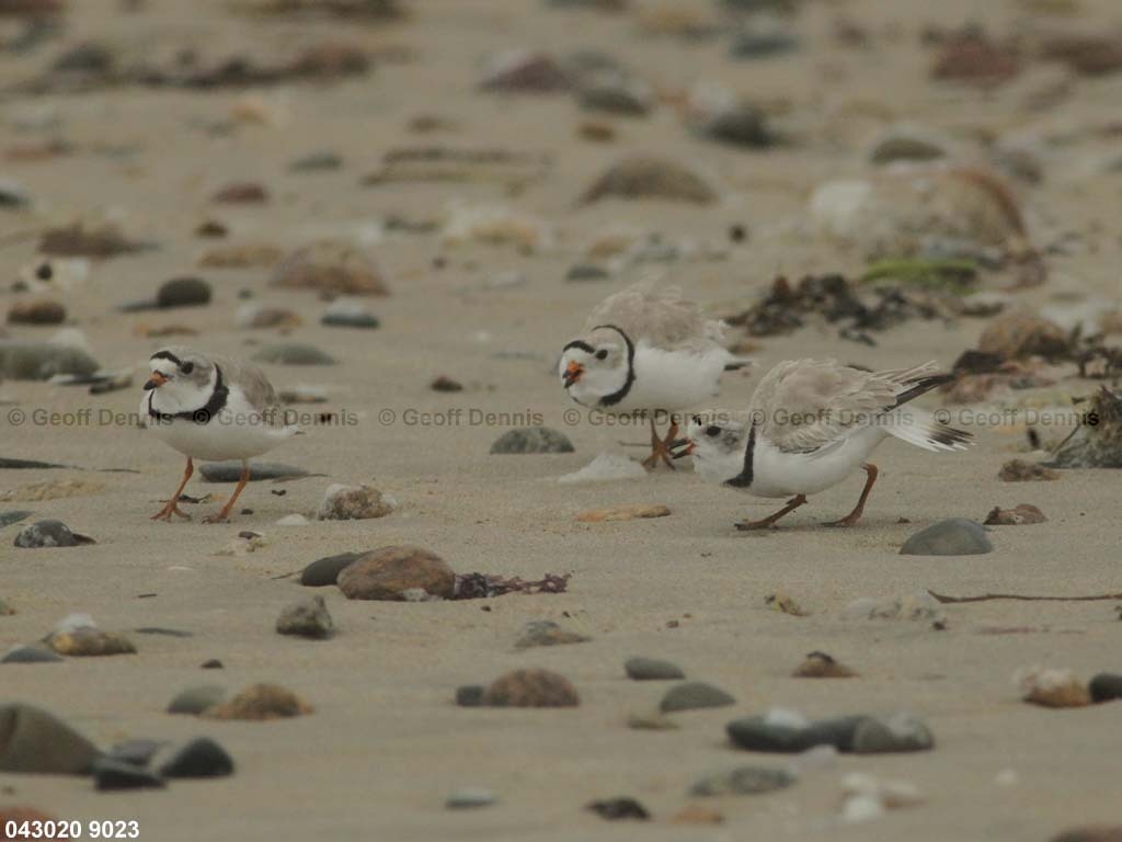 PIPL-5-AE_Piping-Plover