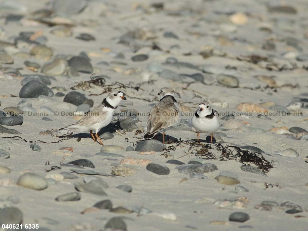 PIPL-5-AF_Piping-Plover