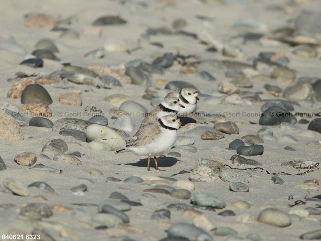 PIPL-5-AG_Piping-Plover